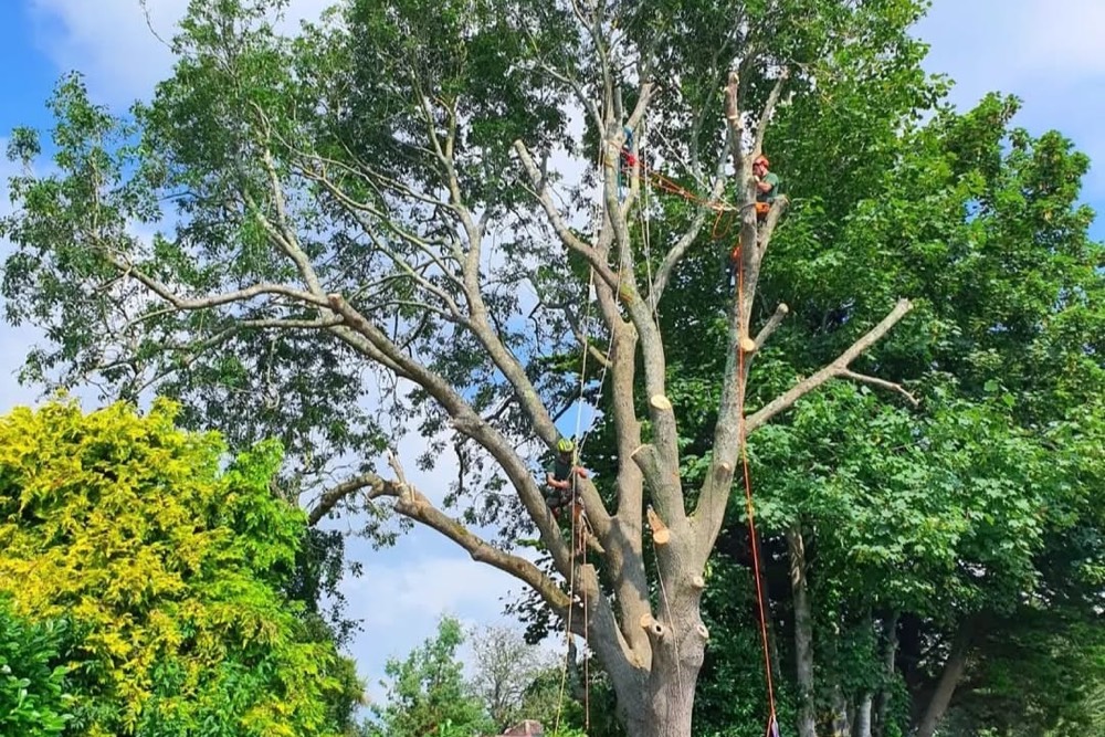 Two arborists high up cutting a large tree 